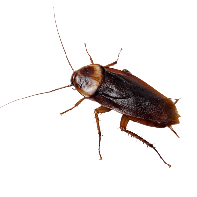 How To Get Rid Of New Jersey Cockroaches | ChemTec Pest Control