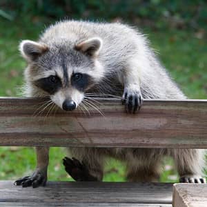 Raccoon Removal and Control in New Jersey | ChemTec Pest Control