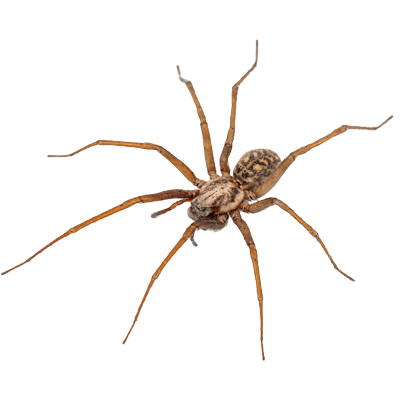 How Spiders Get Into Homes in New Jersey - ChemTec Pest Control